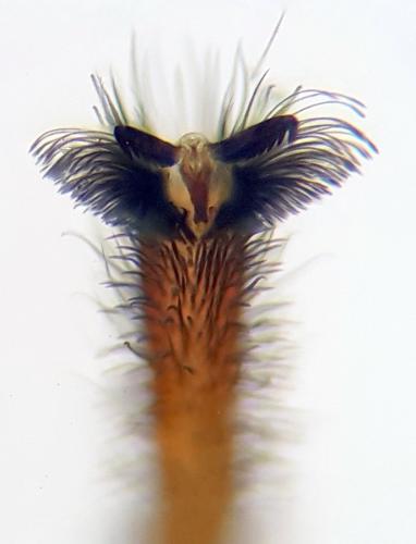 Cheiracanthium mildei